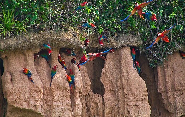 Nationalreservat Tambopata