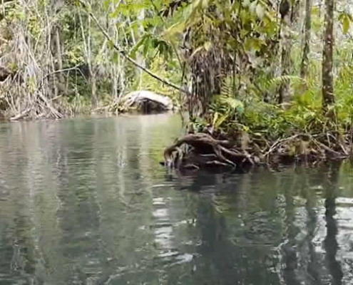Ban Nam Rat Headwaters – Das smaragdgrüne Naturwunder in Surat Thani