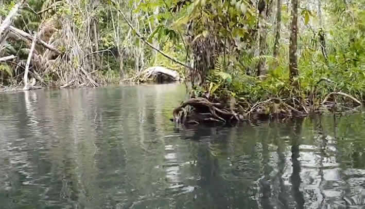 Ban Nam Rat Headwaters – Das smaragdgrüne Naturwunder in Surat Thani