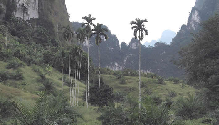Khlong Phanom Nationalpark – Das unberührte Naturparadies in Südthailand